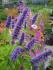 Agastache rugosa Agastache rugosa